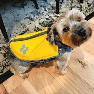 Petsmart Dog Top Paw Neoprene Dog Life Jacket S Poshmark